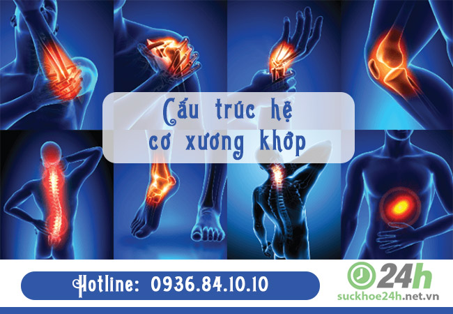Cấu trúc hệ cơ xương khớp